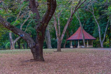 Kandy, Sri Lanka 'da Kraliyet Botanik Gardwen' i.