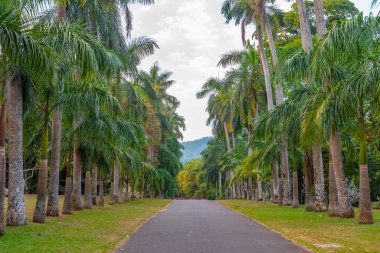 Kandy, Sri Lanka 'daki Royal Botanik Gardwen' da Palm alley..
