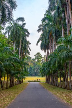 Kandy, Sri Lanka 'daki Royal Botanik Gardwen' da Palm alley..