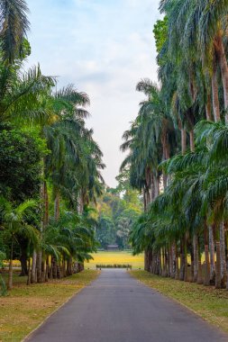 Kandy, Sri Lanka 'daki Royal Botanik Gardwen' da Palm alley..