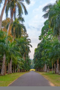 Kandy, Sri Lanka 'da Kraliyet Botanik Gardwen' i.