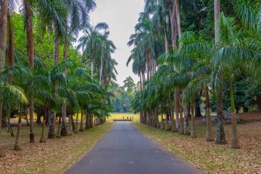 Kandy, Sri Lanka 'da Kraliyet Botanik Gardwen' i.