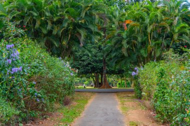 Kandy, Sri Lanka 'da Kraliyet Botanik Gardwen' i.