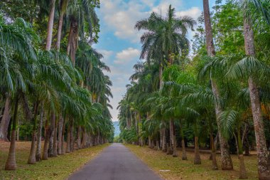 Kandy, Sri Lanka 'daki Royal Botanik Gardwen' da Palm alley..