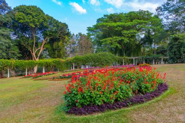 Kandy, Sri Lanka 'da Kraliyet Botanik Gardwen' i.