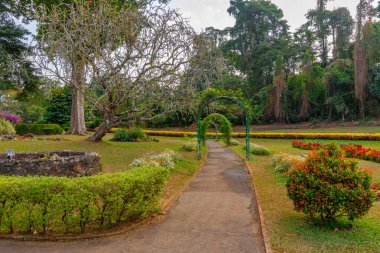 Kandy, Sri Lanka 'da Kraliyet Botanik Gardwen' i.