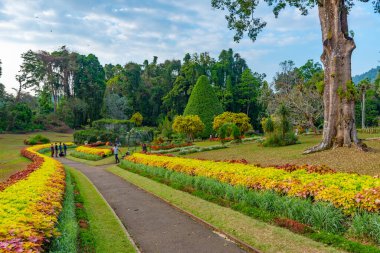 Kandy, Sri Lanka 'da Kraliyet Botanik Gardwen' i.
