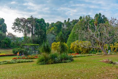 Kandy, Sri Lanka 'da Kraliyet Botanik Gardwen' i.