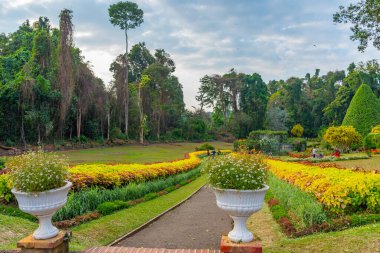 Kandy, Sri Lanka 'da Kraliyet Botanik Gardwen' i.