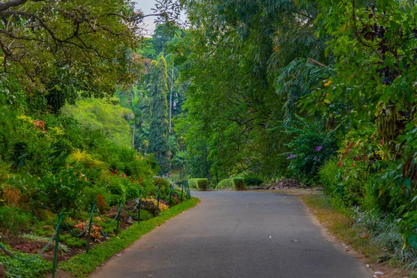 Royal Botanical Gardwen Kandy Sri Lanka — Stock Photo, Image