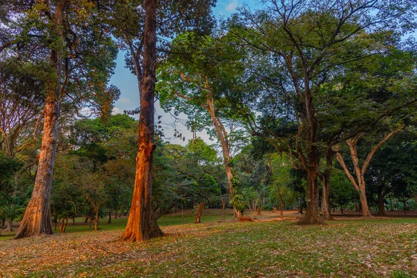 Βασιλικός Βοτανικός Κήπος Στην Κάντι Της Σρι Λάνκα — Φωτογραφία Αρχείου