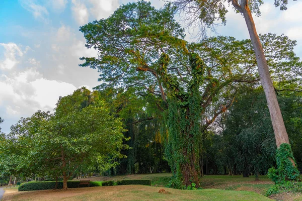 Королевский Ботанический Сад Канди Шри Ланка — стоковое фото