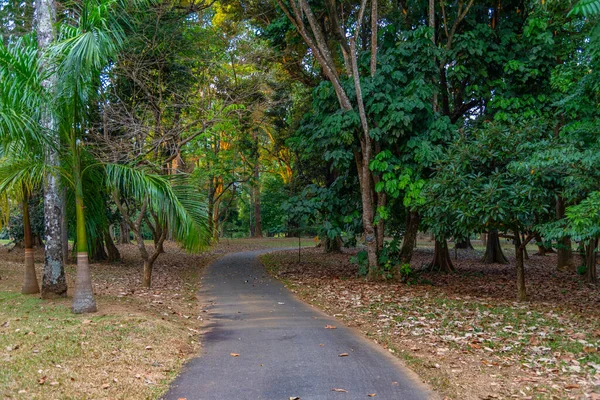 Palmgränd Vid Royal Botaniska Gardwen Kandy Sri Lanka — Stockfoto