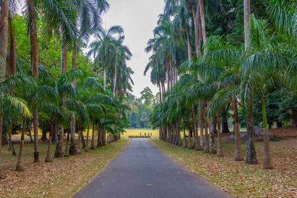 Giardino Botanico Reale Kandy Sri Lanka — Foto Stock