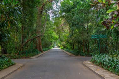 Kandy, Sri Lanka 'da Kraliyet Botanik Gardwen' i.
