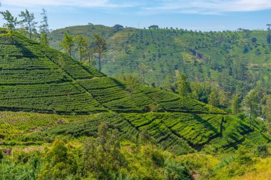 Sri Lanka 'nın tepeli manzarası bir trenden seyredilen köyler ve çay tarlalarıyla dolu..