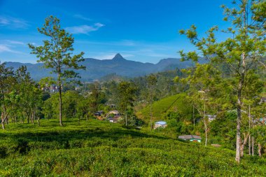 Sri Pada dağı Sri Lanka 'daki çay tarlalarının arkasında görülüyor..