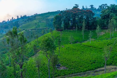 Sri Lanka 'nın tepeli manzarası bir trenden seyredilen köyler ve çay tarlalarıyla dolu..