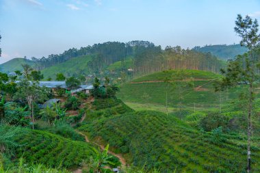 Sri Lanka 'nın tepeli manzarası bir trenden seyredilen köyler ve çay tarlalarıyla dolu..