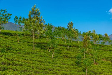 Sri Lanka 'daki Nuwara Eliya çevresindeki çay tarlaları..