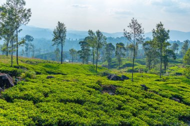 Sri Lanka 'daki Nuwara Eliya çevresindeki çay tarlaları..