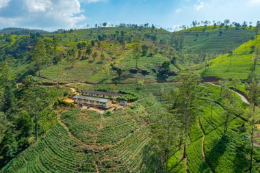 Sri Lanka 'daki çay tarlalarının havadan görünüşü.