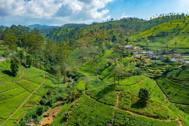 Sri Lanka 'daki Nuwara Eliya çevresindeki çay tarlaları..