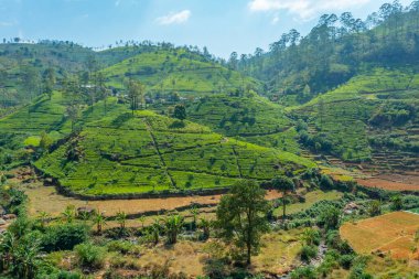 Sri Lanka 'daki Nuwara Eliya çevresindeki çay tarlaları..