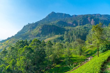 Sri Lanka 'nın tepeli manzarası bir trenden seyredilen köyler ve çay tarlalarıyla dolu..