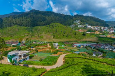 Sri Lanka 'daki Nuwara Eliya çevresindeki çay tarlaları..