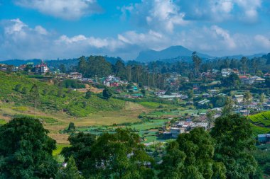 Sri Lanka 'daki Nuwara Eliya çevresindeki çay tarlaları..