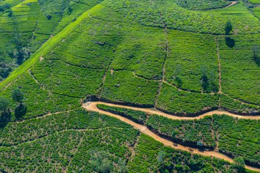 Sri Lanka 'daki Nuwara Eliya çevresindeki çay tarlaları..
