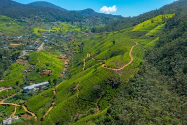 Sri Lanka 'daki Nuwara Eliya çevresindeki çay tarlalarının manzarası..