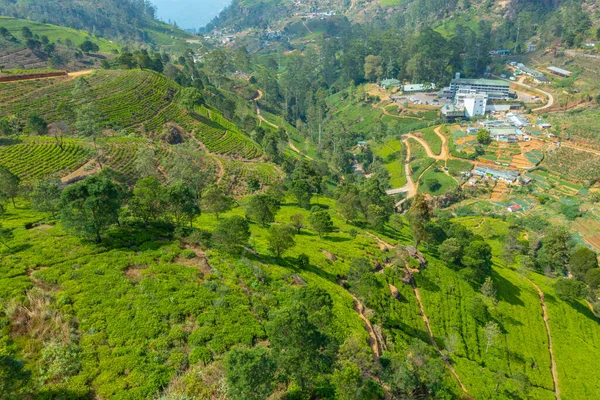 Panorama Vista Mackwoods Propriedade Chá Sri Lanka — Fotografia de Stock