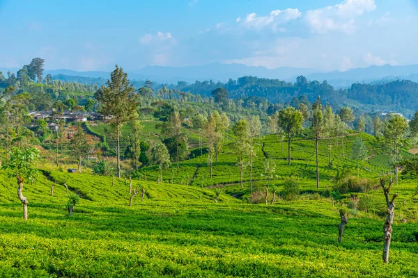 Sri Lanka 'daki Nuwara Eliya çevresindeki çay tarlaları..