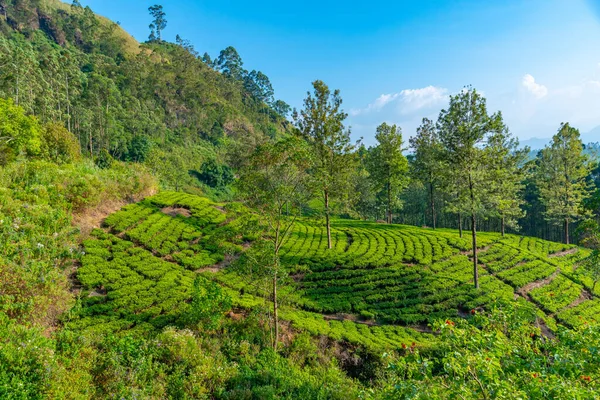 Sri Lanka 'nın tepeli manzarası bir trenden seyredilen köyler ve çay tarlalarıyla dolu..