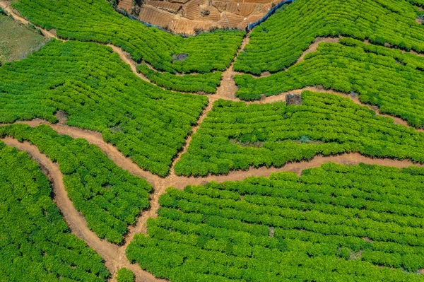 stock image Tea plantations around Nuwara Eliya in Sri Lanka.