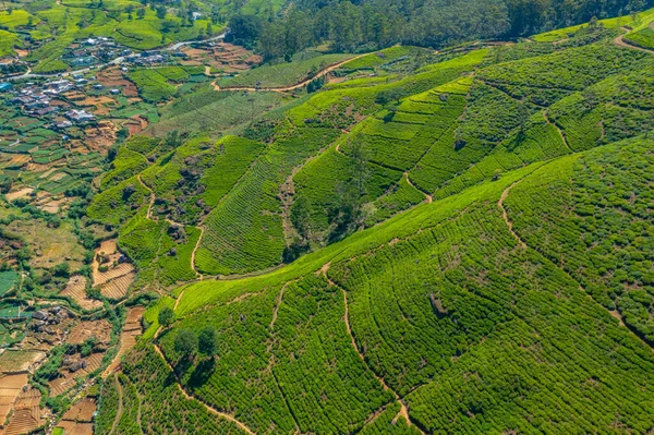 Panorama Plantações Chá Torno Nuwara Eliya Sri Lanka — Fotografia de Stock