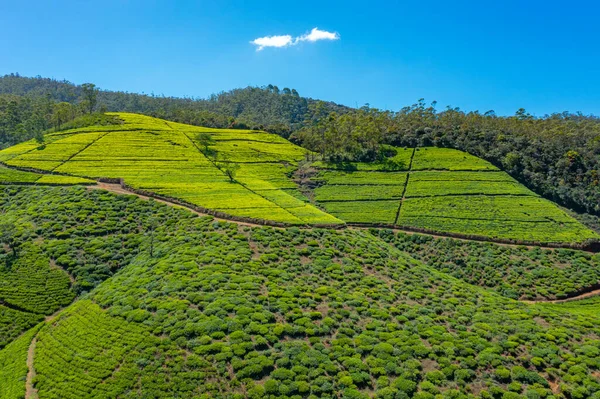 Panorama Plantações Chá Torno Nuwara Eliya Sri Lanka — Fotografia de Stock