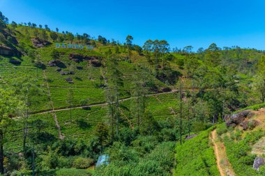 Sri Lanka 'daki Nuwara Eliya çevresindeki çay tarlaları..