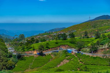 Sri Lanka 'daki Nuwara Eliya çevresindeki çay tarlaları..