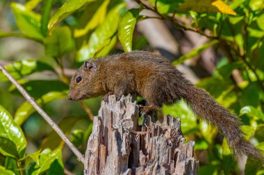 Sri Lanka Dusky çizgili sincap Sri Lanka 'daki Horton Plains Ulusal Parkı' nda.