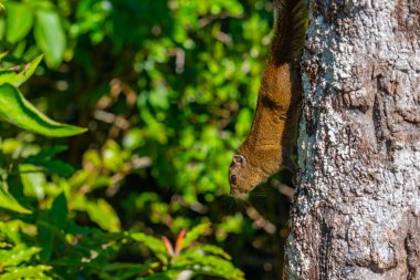 Sri Lanka Dusky çizgili sincap Sri Lanka 'daki Horton Plains Ulusal Parkı' nda.