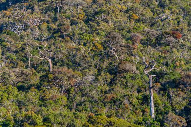 Sri Lanka 'daki Horton Plains Ulusal Parkı' nın doğal manzarası.