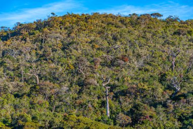 Sri Lanka 'daki Horton Plains Ulusal Parkı' nın doğal manzarası.