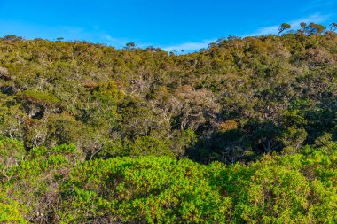 Sri Lanka 'daki Horton Plains Ulusal Parkı' nın doğal manzarası.