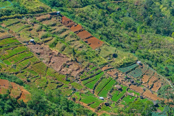 Teaültetvények Panorámája Nuwara Eliya Környékén Srí Lankán — Stock Fotó