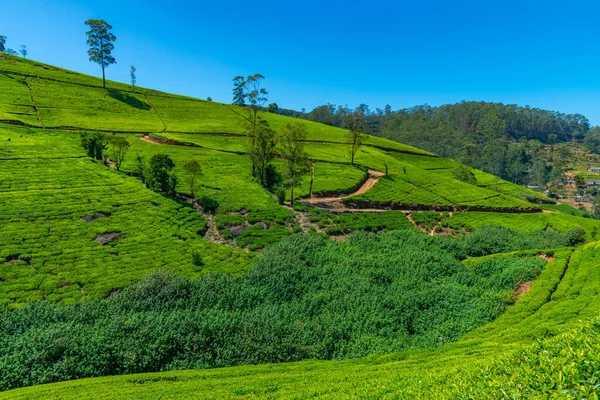 Plantações Chá Torno Nuwara Eliya Sri Lanka — Fotografia de Stock