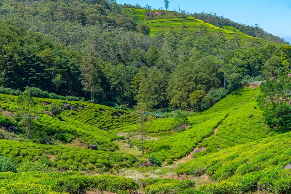 Plantações Chá Torno Nuwara Eliya Sri Lanka — Fotografia de Stock