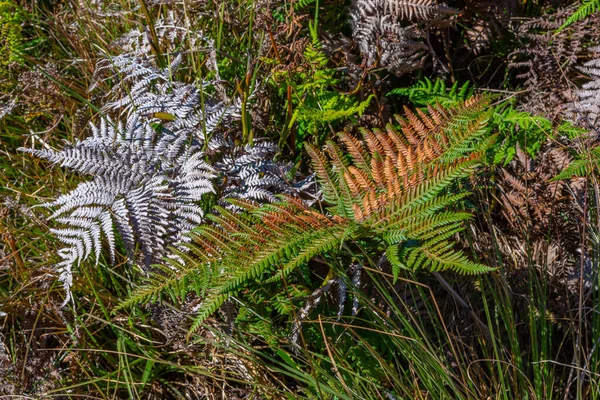 Invasive green fern at Horton Plains national park at Sri Lanka.